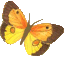 Butterfly01k